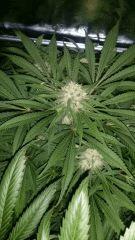 Floraison  47 (2)