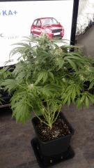 Floraison  55 (8)
