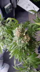 Floraison  70 (1)