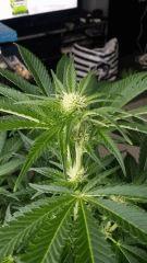 Floraison  23 (6)