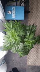 Floraison  17 (7)