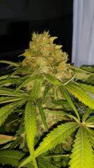 Floraison  64 (13)