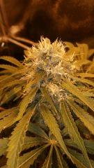 Floraison  59 (9)
