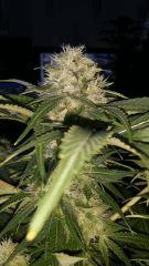 Floraison  54 (8)