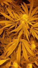 Floraison  40 (6)