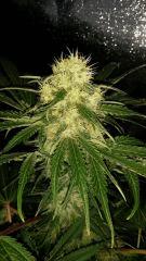 Floraison  44 (17)