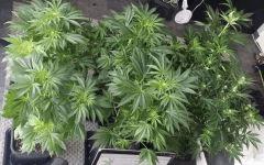 Floraison  24 (18)