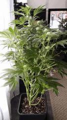 Floraison  28 (6)
