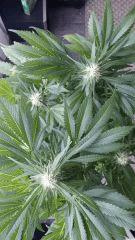 Floraison  46 (6)