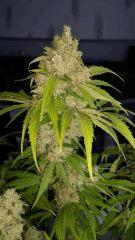 Floraison  64 (10)