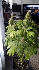 Floraison  70 (5)