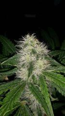 Floraison  38 (17)