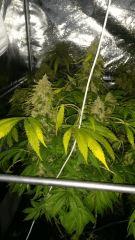 Floraison  69 (5)
