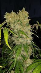 Floraison  70 (17)