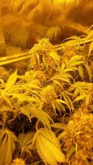 Floraison  68 (4)