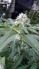 Floraison  46 (5)