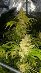 Floraison  65 (5)