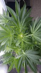 Floraison  24 (11)
