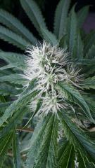 Floraison  36 (13)