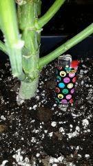 Floraison  40 (22)