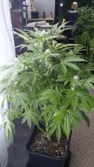 Floraison  37 (8)
