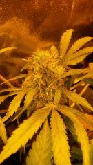 Floraison  60 (12)