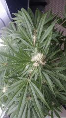 Floraison  38 (10)