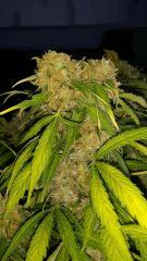 Floraison  63 (9)