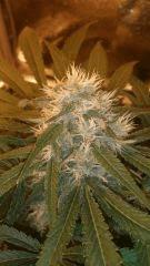 Floraison  50 (20)