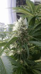 Floraison  56 (6)