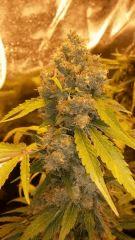 Floraison  66 (8)