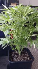 Floraison  20 (14)