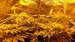 Floraison  26 (12)