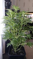 Floraison  20 (4)