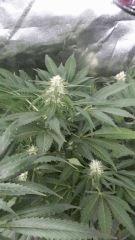 Floraison  44 (3)