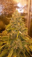 Floraison  66 (11)