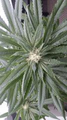 Floraison  38 (1)