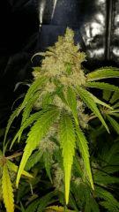 Floraison  62 (12)