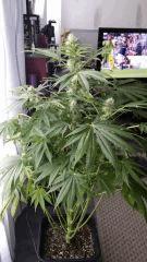 Floraison  39 (14)