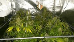 Floraison  69 (7)