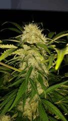 Floraison  51 (17)