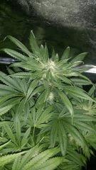 Floraison  41 (1)