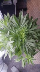 Floraison  19 (12)
