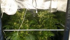 Floraison  33 (6)