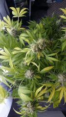 Floraison  63 (7)