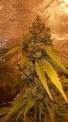 Floraison  68 (3)