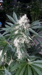 Floraison  45 (13)