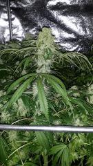 Floraison  57 (6)