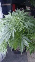 Floraison  27 (17)
