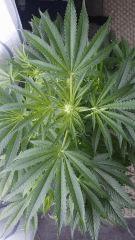Floraison  25 (10)